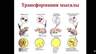 Бактерия генетикасының ерекшеліктері