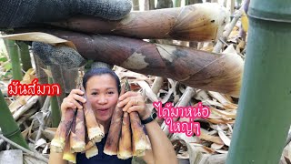 เก็บหน่อไม้มันส์มือ!! ผัว​ไม่มา​ตามไม่ไปจากกอไผ่​ Picking​ bamboo shoots. ep131/2021