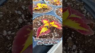 Growing Coleus Time Lapse