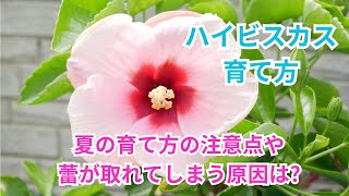 【ハイビスカスの育て方】夏の気温や水やりは?夏の育て方や蕾が取れてしまうのはなぜ!?