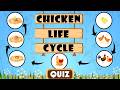 Life Cycle of a Chicken | Quiz for Kids | Stages, Facts, and FAQs