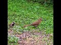 Young Northern Cardinal And Sparrow On The Grass - #shorts