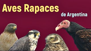 Argentinian Birds of Prey