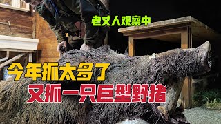 和意大利丈人俩月抓了70只野猪，中国女婿拒绝再拿野猪肉，吃不下