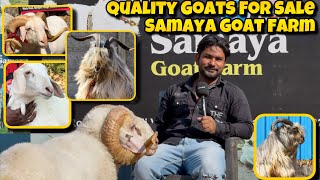 OPEN PRICE!! SAMAYA Goat Farm is BACK with QUALITY GOATS for SALE | XING , VILAYATI and BANNUR