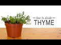 How to Divide Thyme