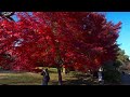 showa kinen park walk 4k hdr