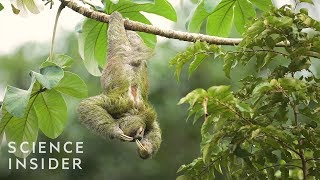Download The Extreme Life Of A Sloth mp3