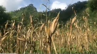 अर्गानिक खेती // पुरानो शैलीमा मकै भाच्दै // अर्गानिक फर्सीको साग // Corn farming in Nepal.