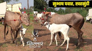 सुभाष पवार, खरसुंडी | भाग 8 | बेनचिणमडी प्रदर्शन | Khillar Maharashtrachi Shaan | 2022