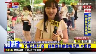 下雨玩興不減！遊客撐傘搶餵梅花鹿 水豚君@newsebc