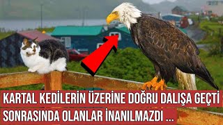 Kartal Kedilerin Üzerine Doğru Dalışa Geçti, Sonrasında Olanlar İnanılmazdı