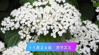 １１月２４日　（今日は何の日、脳トレ、今日の誕生花）