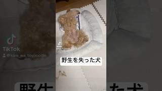 見事なヘソ天