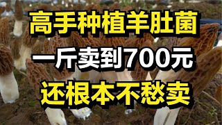 男子发明新招种植羊肚菌，一斤卖到700元，一年狂赚1500多万元！