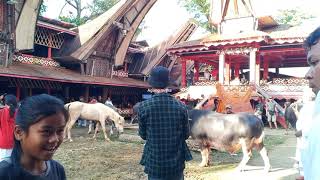 Sapurandanan rambu Solo' Lengkap I pemakaman Almh.Albertin Lambi' Ramba' di Tikala Toraja Utara