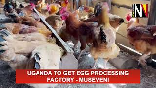 Uganda to get Egg processing factory - Museveni