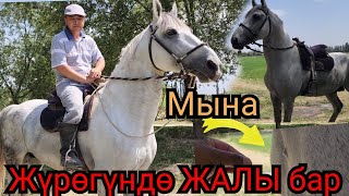 МИЛЛИОН 😱 ЖҮРӨГҮНДӨ ЖАЛЫ БАР 💥МЫНДАЙ АТТАР БИР КЕЛЕТ