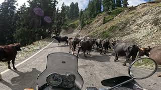 Nalthi to Chattergala Peak - On Yaks and Yetis