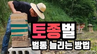 토종벌 인공분봉으로 벌통늘리는 방법