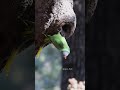 slaty headed parakeet outside his nest u0026 waiting for the female... gaganbedi