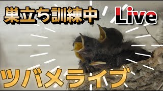 【音声あり】ツバメライブ　太平洋ライブカメラ　高知　野鳥観察 　 Live in pacific ocean＆ Wild bird　【ツバメ】