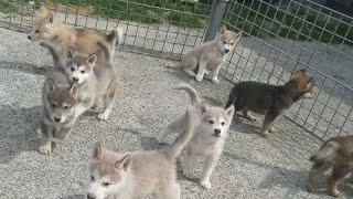 狼犬赤ちゃんとロットワイラーの出会い~成長