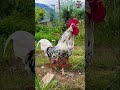 amazing roosters of different chicken breeds from ayam cemani to leghorn rooster chickens hühner