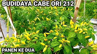 ⛔Perawatan CABE Rawit Ori 212 Agar Berbuah Banyak