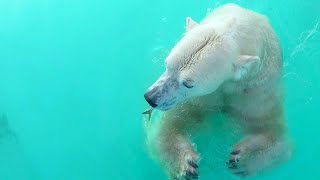 2020.9.6 12:37 釧路市動物園 ホッキョクグマ キロル 🐟おやつタイム🍏