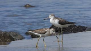 カラフトアオアシシギ②／Nordmann's greenshank