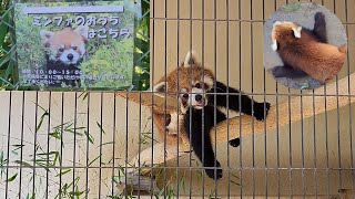 【猛暑続きで親はぐったりでも双子達はまだ元気、西山動物園レッサーパンダ】～Nishiyama Zoo Red Pandas～