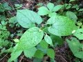 Virginia Snakeroot harvesting video