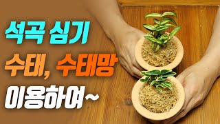 석곡 심기 - 수태와 수태망을 이용 Dendrobium moniliforme planting