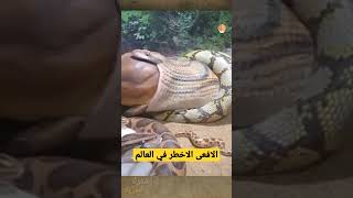 هذه الافعى هي الأخـطر في العالم .. عالم الحيوان و الطيور #shorts