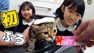 モカちゃん初お風呂♪猫がお風呂好きになる方法☆himawari-CH