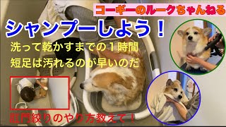 コーギーのルーク【シャンプーしよう】乾かすまでの１時間/悩む肛門絞り