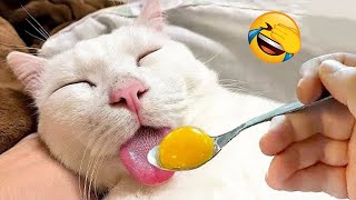 New Funny s 2023 😍 Cutest Cats and Dogs 🐱🐶 Part 231