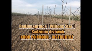 RedJonaprince ( Wiltons Star ) - Sadzenie drzewek KROK PO KROKU - INSTRUKTAŻ