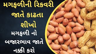 મગફળીની રિકવરી જાતે કાઢતા શીખો | મગફળીની રિકવરી કઈ રીતે કાઢવી