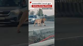 🦁சாலையில் Casual-ஆ Walking சென்ற சிங்கம்