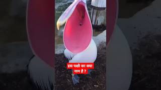 बड़ी चोंच वाला पक्षी | Bird with a big beak #shorts #birds