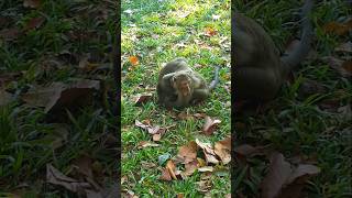 Other monkeys ep 199 #rathangkor #monkey #animals