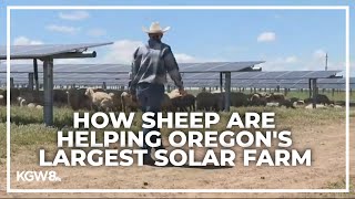 How Oregon's largest solar farm is benefiting from sheep herding