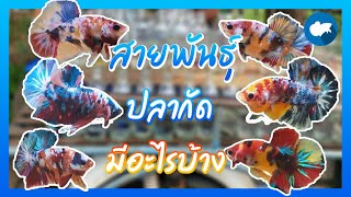 สายพันธุ์ของปลากัดมีอะไรบ้าง คลิปนี้มีคำตอบ