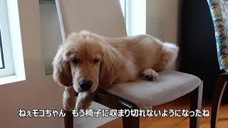 生後4ヶ月ゴールデンレトリバー子犬大きくなりました