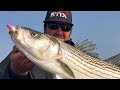 How to locate delta striped bass!