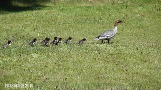 音更町のカワアイサ2018年5月