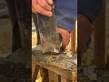 wonderful donkey hoof trimming video shorts hoof