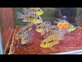 구미백경수족관 게오파거스 발자니 geophagus balzani 구미김천수족관 김천혁신도시수족관